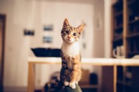 YASIN ÖZTÜRK - Küçükçekmece'de yaşayan Japon vatandaşın, kedi yediği ortaya çıktı