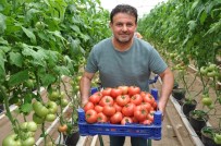 KOOPERATIF - (ÖZEL) Eynal Domatesine Cografi Isaret Basvurusu