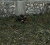 DIYALOG - Vatandasin, Tavugunu Yiyen Tilki Ile Diyalogu Güldürdü