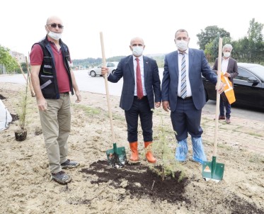 Ilimtepe'ye 750 Sedir Agaci