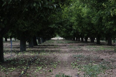 Kaliteli Üretim Için Fazla Elmalar Dalindan Kesiliyor