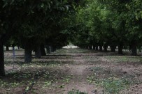 MEHMET BAYRAM - Kaliteli Üretim Için Fazla Elmalar Dalindan Kesiliyor