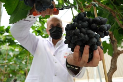 Manisa'da Sezonun Ilk Hasadi Serada Yapildi