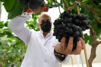 UMUTLU - Manisa'da Sezonun Ilk Hasadi Serada Yapildi