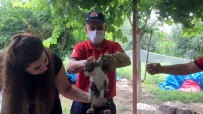 YAVRU KEDİ - Otomobilin Motor Bölümüne Sikisan Yavru Kediyi Itfaiye Kurtardi