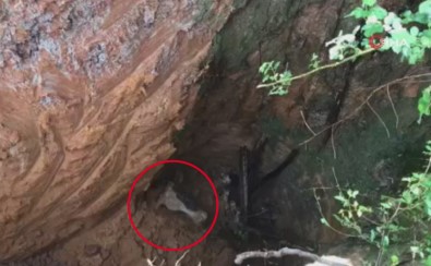 Sariyer'de Kuyuya Düsen Hamile Inegi Itfaiye Ekipleri Kurtardi