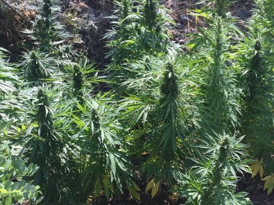 Süpheli Sahsin Evinden Bin 850 Kök Hint Keneviri Çikti