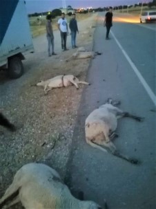 9 Koyunu Telef Etti, Kaçarken Plakayi Birakti