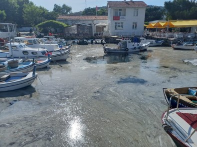 Bozcaada'da Müsilaj Görüldü