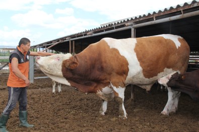 Dev Kurbanlik Görenleri Sasirtiyor