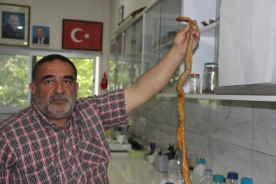 'Ekolojik Dengenin Bozulmasi Neticesinde Yilan Popülasyonun Da Artma Baslamistir'