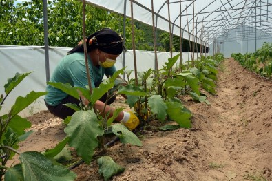 Ev Hanimi Serasindan Ilk Hasadini Alacagi Günü Bekliyor