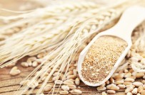 GENETIK - HEKTAS, Tescilli Siyez Bugdayi Üretecek