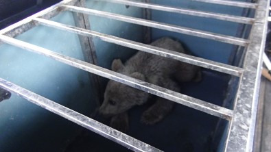 Köpeklerin Saldirisina Ugrayan Yavru Ayiyi Vatandaslar Kurtardi