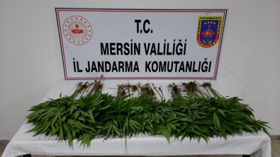 Mersin'de Uyusturucu Operasyonu Açiklamasi 7 Gözalti