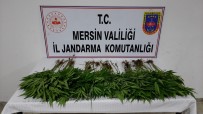 ATAKENT - Mersin'de Uyusturucu Operasyonu Açiklamasi 7 Gözalti