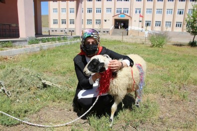Muhtarlardan Okul Birincisi Olan Ögrenciye Kuzu