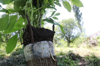Verimden Düsen Ceviz Agaçlari Ekonomiye Kazandiriliyor