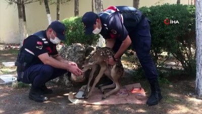 Afyonkarahisar'da Jandarma Ekiplerince Yarali Halde Bulunan Geyik Yavrusu Koruma Altina Alindi