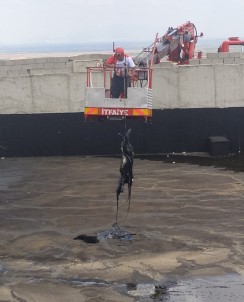 Asfalt Hammadde Havuzuna Düsen Keçiyi Itfaiye Kurtardi