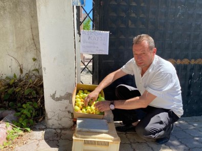 Askida Kayisiya Yogun Ilgi