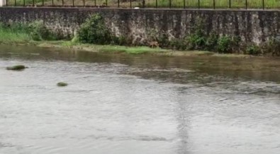 Derelere Düserek Mahsur Kalan Hayvanlar Için Uzmanlardan Uyari