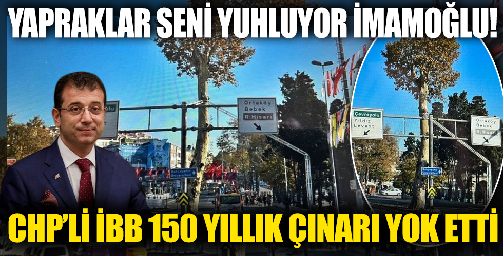 İBB Beşiktaş'taki 150 yıllık anıt çınarı yok etti