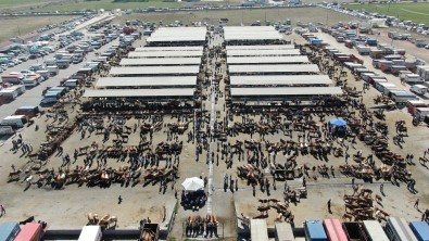 Iç Anadolu'nun En Büyük Hayvan Pazarinda Kurban Bayrami Yogunlugu