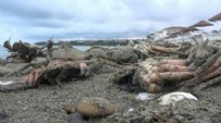 MİMAR SİNAN - İstanbul Silivri'de ölü yengeç tedirginliği! Onlarcası sahile vurdu müsilajdan şüphe ediliyor