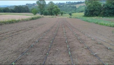 Kandira'ya 10 Bin Enginar Fidesi