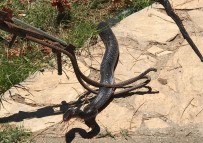  MARMARİS - Marmaris'te Eve Giren Yilan Panige Neden Oldu