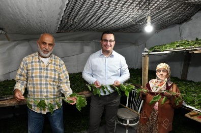 1 Kutu Ipekböcegi Ile 40 Günde 4 Bin TL Gelir