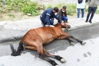 ESENYURT BELEDİYESİ - Esenyurt'ta Aracin Çarpmasiyla Yaralanan Ata Belediye Sahip Çikti