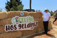 MEDENİYETLER - Kepez'de Bugday Hasati Sonrasi Bosalan Topraklara Meyve Ve Sebze Ekiliyor