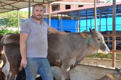 Ordu'da Ilk Kurbanliklar Pazara Indi