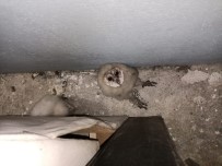  SU  - 15 Gündür Merak Ediyorlardi, Gerçegi Çatiya Çikinca Ögrendiler