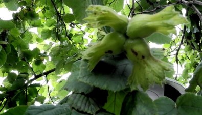 Findik Bahçelerini Basi Istilaci Böcekle Dertte