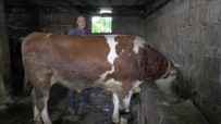 BULDUK - (ÖZEL) Bir Tonluk 'Sampiyon' Kurban Için Görücüye Çikti