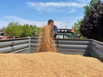 Polatli'da Ilk Hasat Bugday Satildi