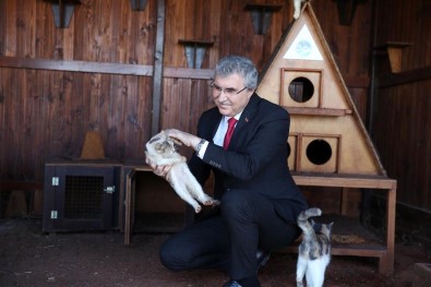 Sokak Hayvanlarinin Yuvasi Olacak Projenin Ilk Adimi Atildi