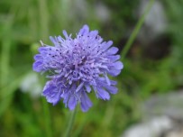 LAVINYA - Tarla Lavinya Çiçegi Türkiye Florasina Kazandirildi