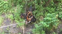 KURTARMA OPERASYONU - Trabzon'da Mahsur Kalan Inekleri Kurtarma Operasyonu
