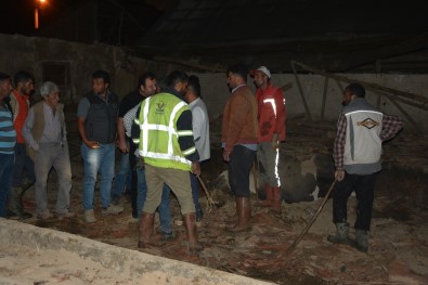 20 Büyükbas Hayvan Yagis Nedeniyle Çöken Çatinin Altinda Kaldi