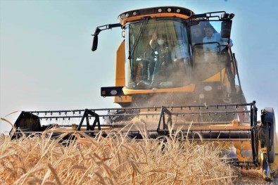 Aksaray 1 Milyon 300 Bin Ton Arpa Üretimiyle Türkiye'de 7. Sirada