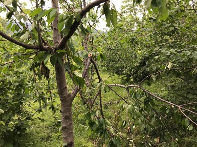 Ayi, Önce Mezari Simdi De Kiraz Agaçlarini Talan Etti