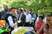 ÇEKIM - Bakan Pakdemirli, Igdir'da Kayisi Hasadina Katildi