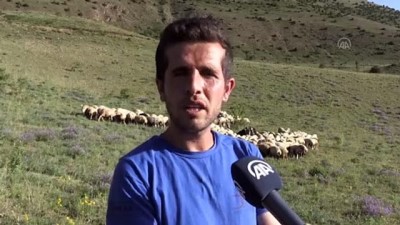 Bayburt'un Issiz Meralari Devlet Destegiyle Alinan Koyunlarla Senlendi