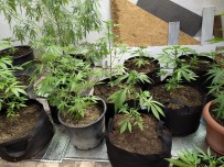 NARKOTIK - Çatida Kenevir Serasi Kurmuslar