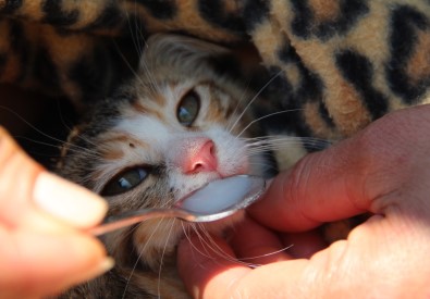 Çöp Kovasindan Ölümden Kurtardiklari Yavru Kedilerle Bebek Gibi Ilgileniyorlar