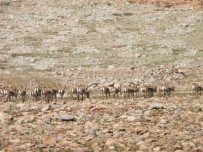 Cudi Dagina Birakilan Nesli Tükenme Tehlikesi Altindaki Ceylanlar Siki Sekilde Takip Ediliyor